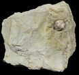 Blastoid (Pentremites) Fossil - Illinois #48650-1